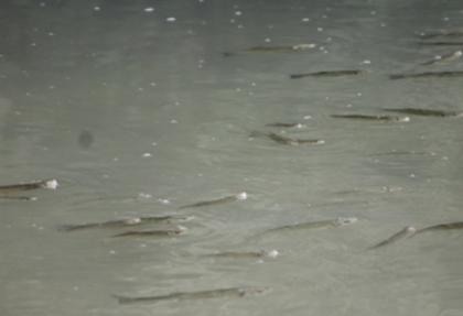 İnegöl'de toplu balık ölümleri