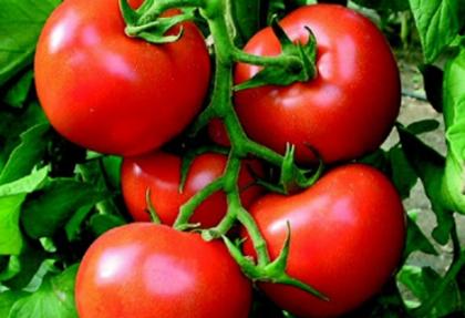 Rusya, 25 ton domatesi Türkiye’ye geri gönderdi